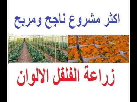 دراسة جدوى فكرة مشروع زراعة الفلفل الملون فى الصوب الزراعية فى مصر
