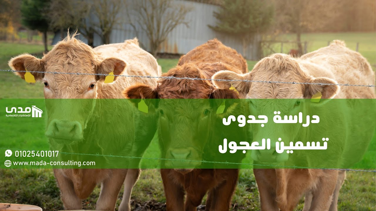 بالتفاصيل والصور | دراسة جدوى تسمين العجول