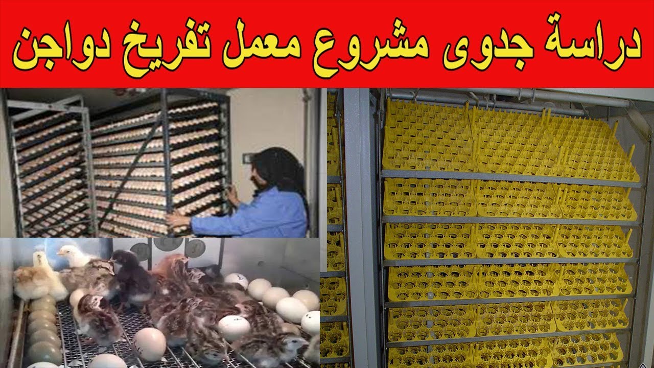 دراسة جدوى مشروع معمل تفريخ دواجن | تفريخ بيض الدواجن | عالم الدواجن