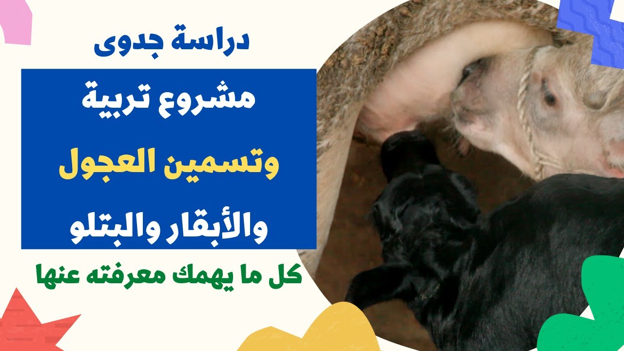 مشروع تربية وتسمين العجول والأبقار والبتلو  – دراسة جدوى