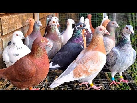متابعه وفرجه علي حمامي كله| ومفاجئه من الحمام الزاجل
