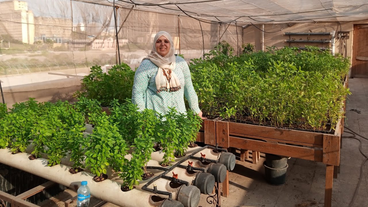 الزراعة بدون تربة هيدروبونيك وزراعة الأسطح دراسة جدوي وأرباح كبيرة