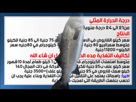 قناة اخبار المزارع السمكية :دراسة جدوى تربية اسماك القاروص داخل منظومة الاستزراع السمكى RAS