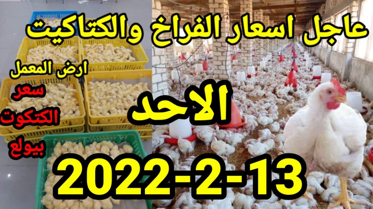 عاجل اسعار الفراخ اليوم واسعار الكتاكيت واسعار الاعلاف الاحد13-2-2022