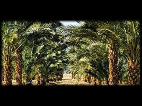 دراسة جدوى لزراعة وإنتاج فدان نخيل مجدول