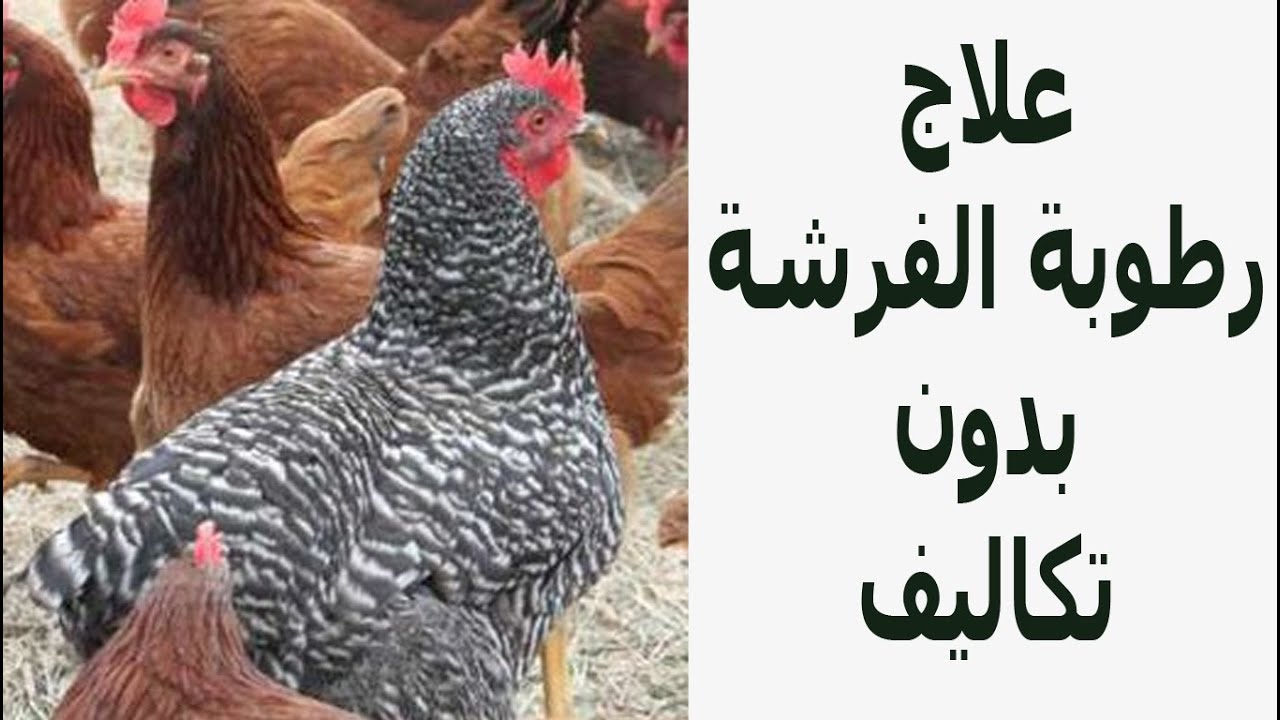 علاج رطوبة الفرشة في مكان تربية الدجاج والطيور بطريقة سهلة جدا وغير مكلفة هتدعولنا بعد ما تعرفوها