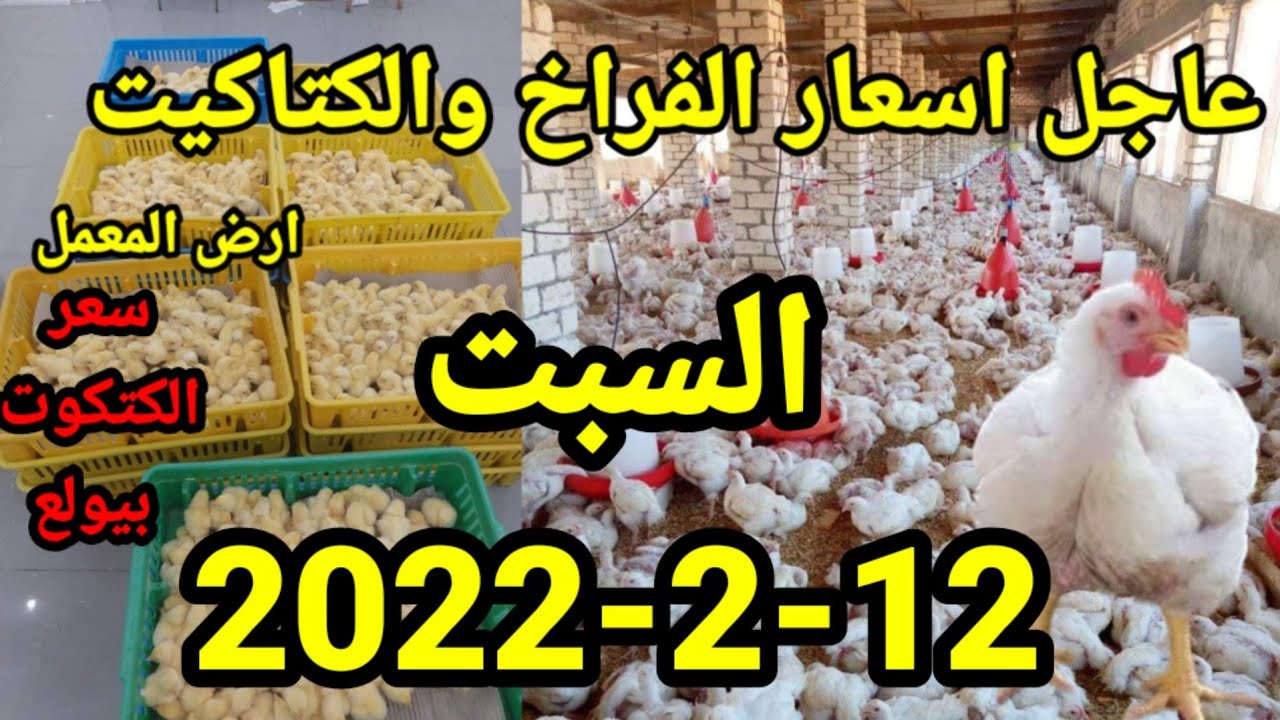 عاجل الان ارتفاع اسعارالكتاكيت الفراخ اليوم واسعار الكتاكيت واسعار الاعلاف السبت12-2-2022