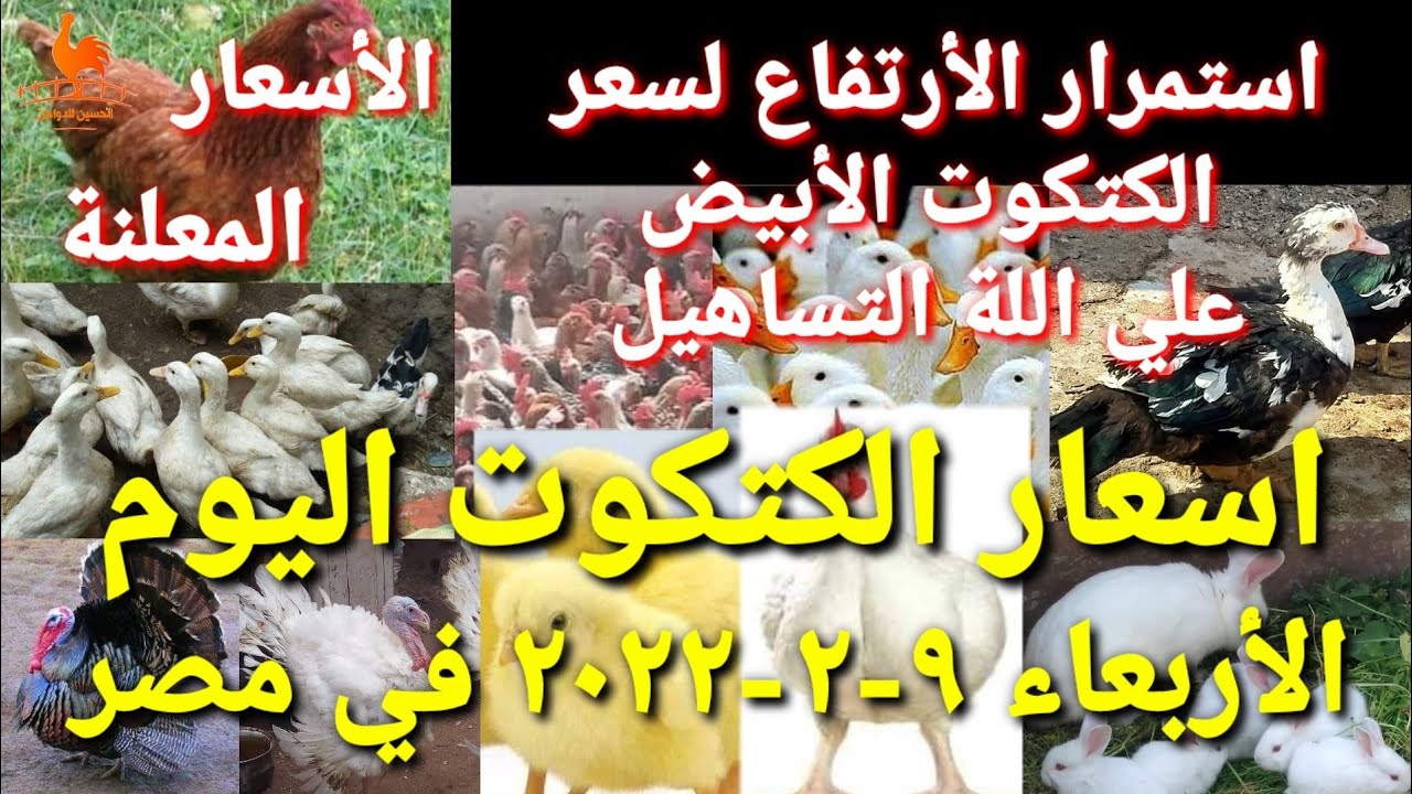 اسعار الكتكوت اليوم الأربعاء 09-02-2022 في جميع الشركات في مصر