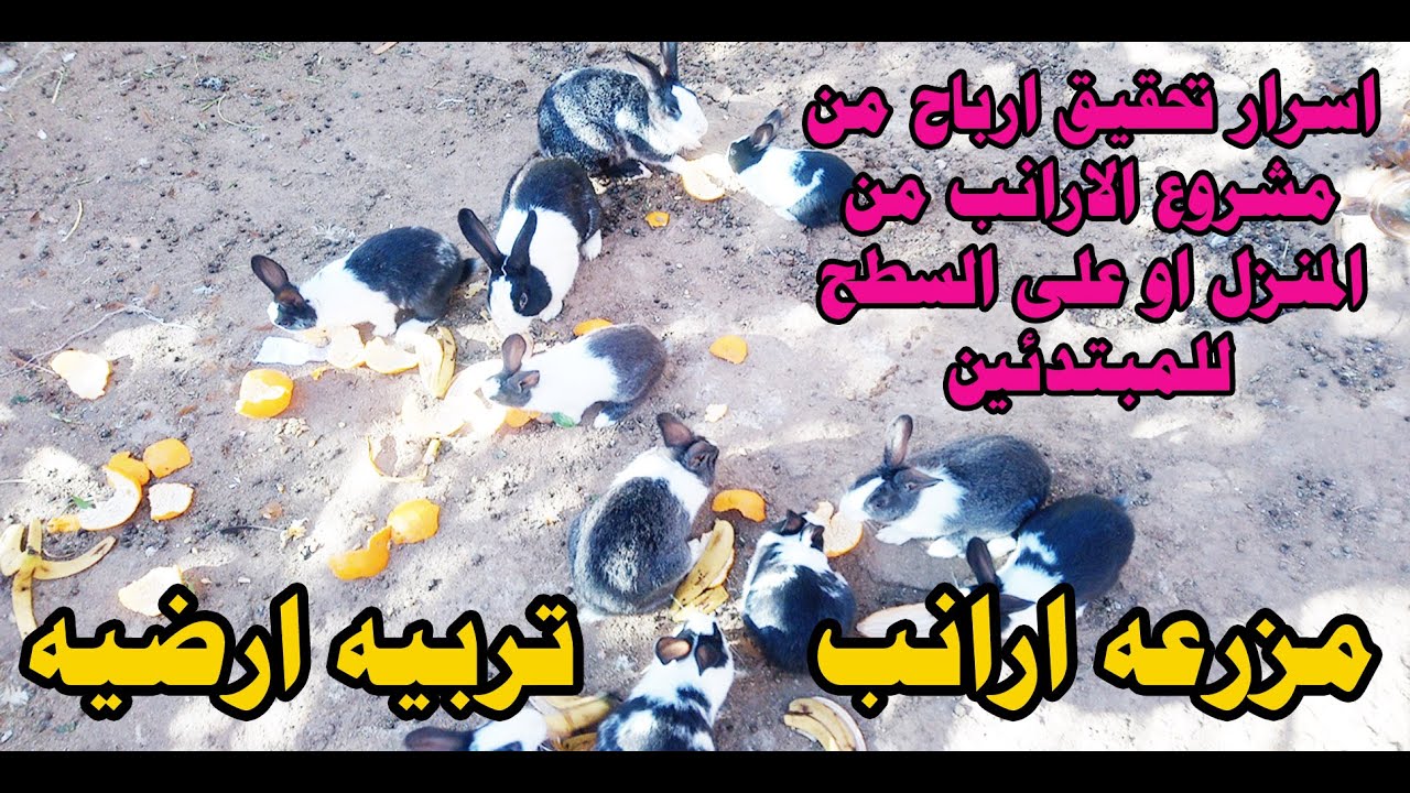 مزرعه ارانب تربيه ارضيه اسرار تحقيق ارباح من مشروع الارانب من المنزل او على السطح للمبتدئين