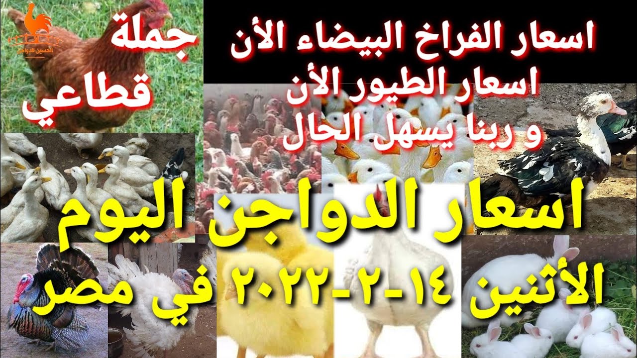 اسعار الدواجن اليوم الأثنين 14-02-2022 في مصر