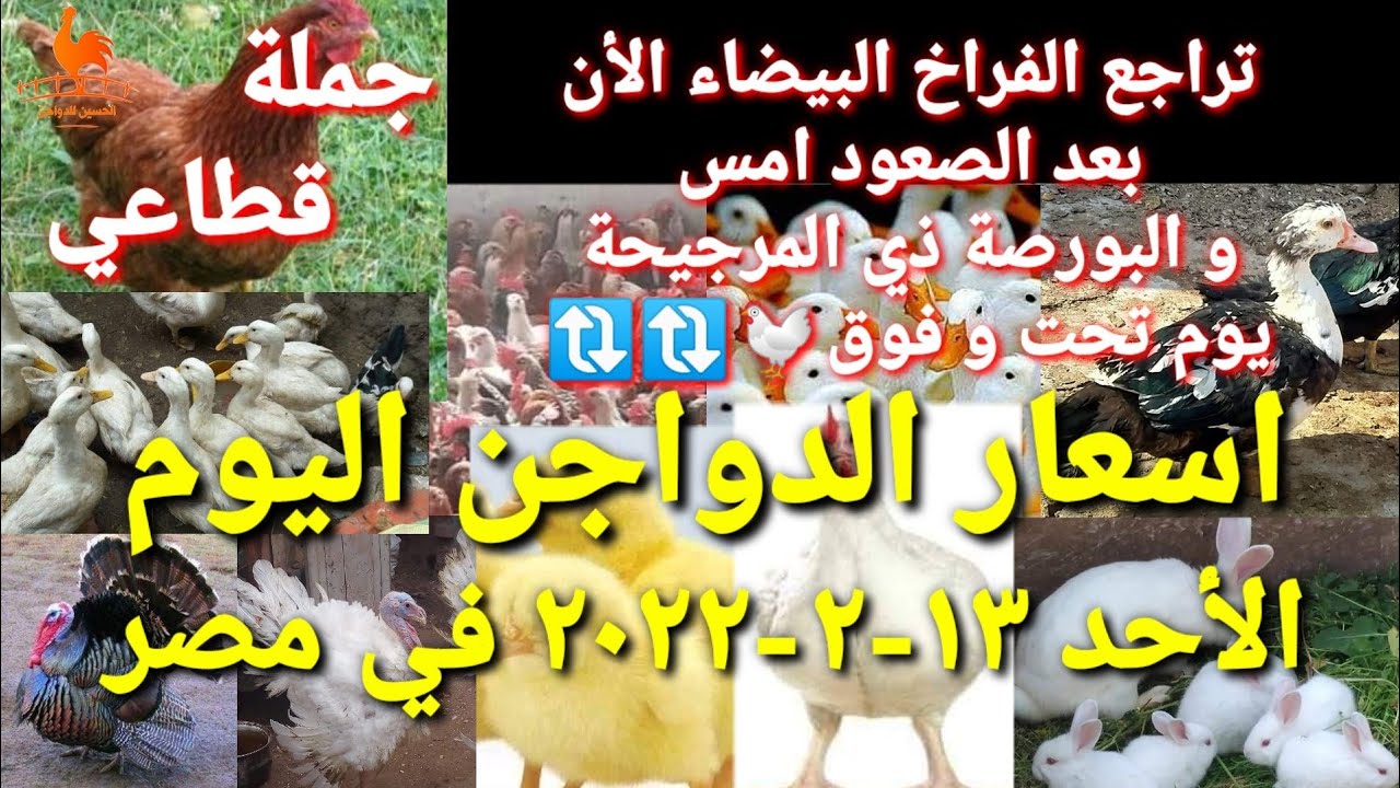 اسعار الدواجن اليوم الأحد 13-02-2022 في مصر