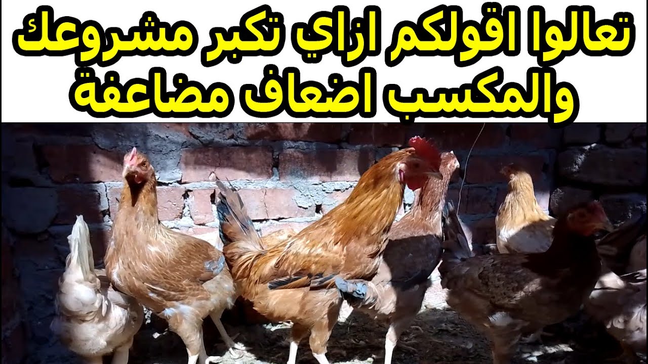 تعالوا نقولكم عن فكرة مشروع  مضمون بيبدأ صغير ويكبر بسرعة طريقتنا الحصري عندنا وبس والمكسب مضاعف