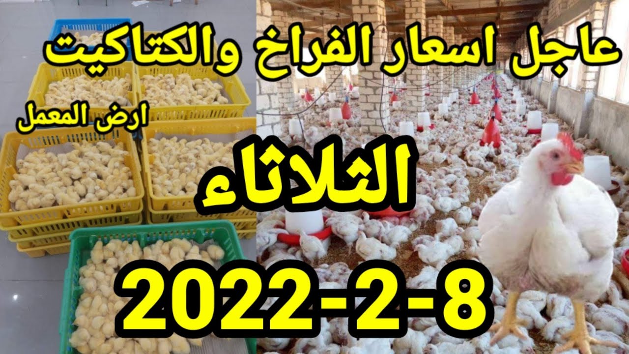 اسعار الفراخ اليوم واسعار الكتاكيت واسعار الاعلاف الثلاثاء8-2-2022