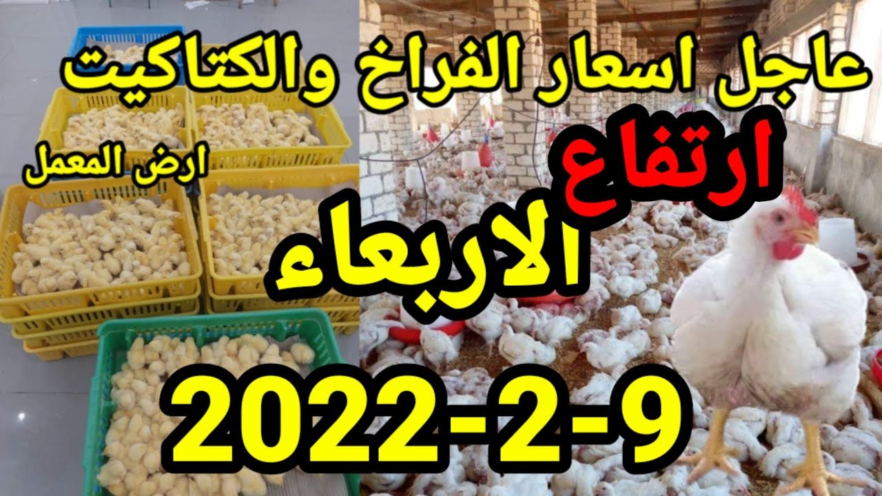 عاجل ارتفاع اسعار الفراخ اليوم واسعار الكتاكيت واسعار الاعلاف الاربعاء9-2-2022