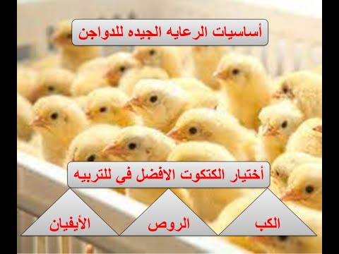 اهم اساسات الرعايه الجيده للدواجن.مواصفات كتاكيت التسمين(الكب-الروص-الايفيان)(حلقه 14)
