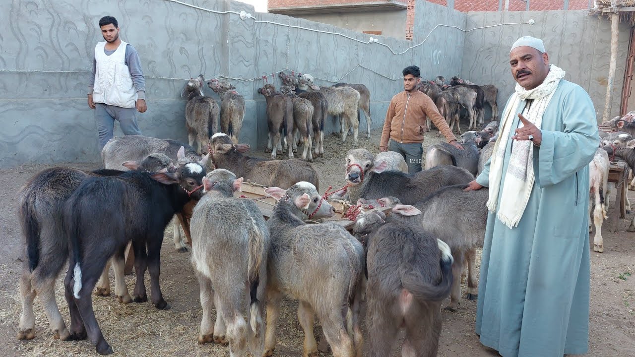 الحاج احمد يعود من جديد بأرخص اسعار العجول والعجلات الجاموس ببلاش اسعار من 5400 فرصة يدوب تلحق
