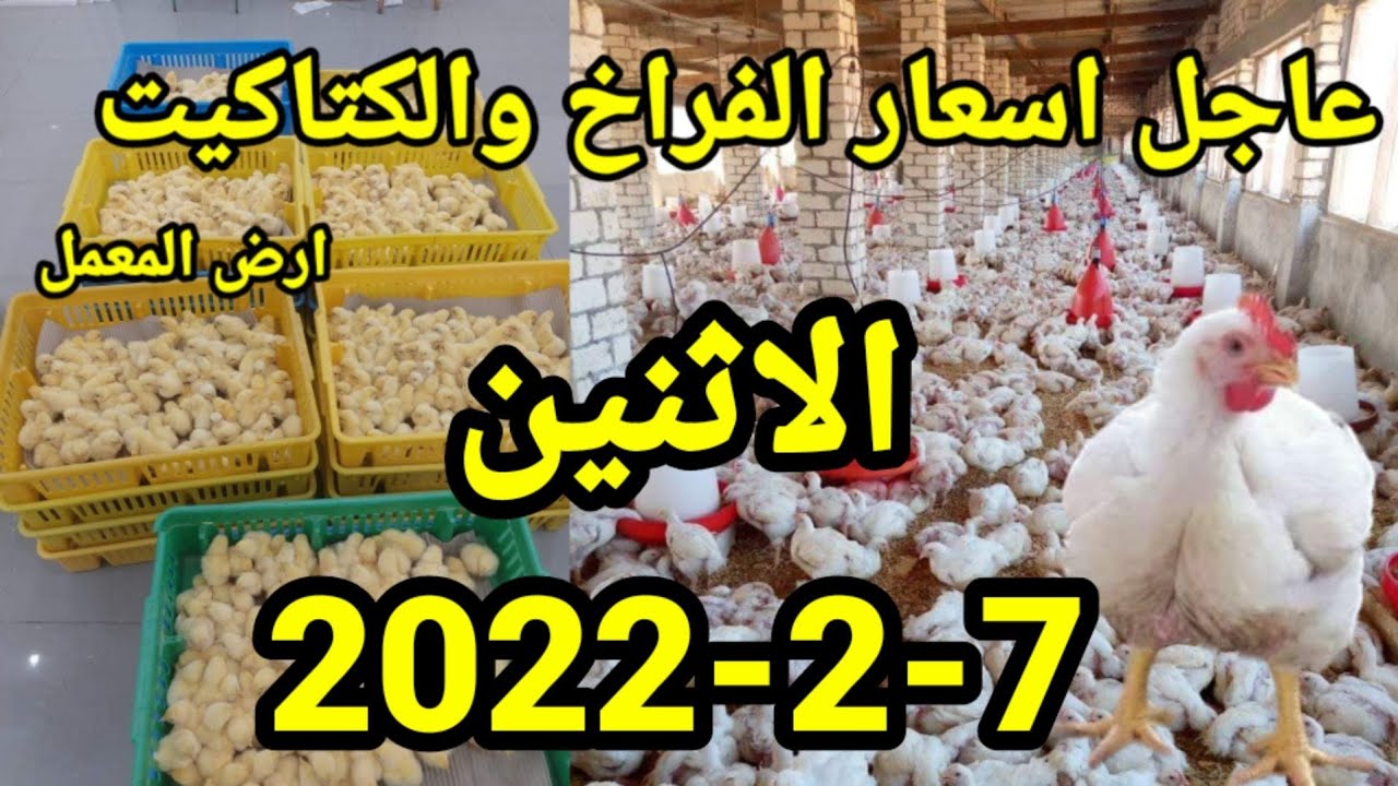 اسعار الفراخ اليوم واسعار الكتاكيت واسعار الاعلاف الاثنين7-2-2022