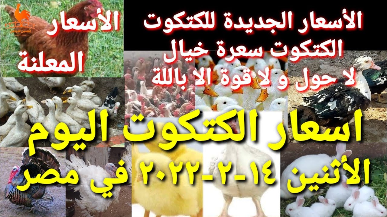 اسعار الكتكوت اليوم الأثنين 14-02-2022 في جميع الشركات في مصر