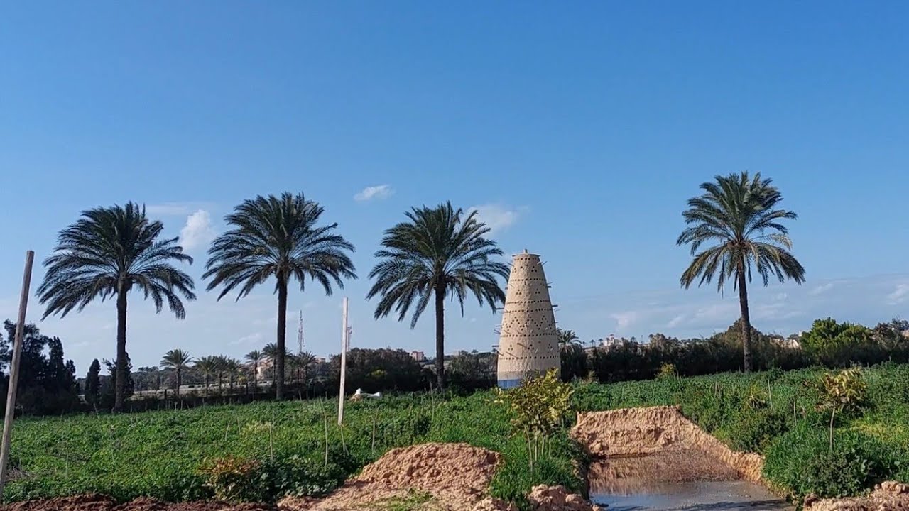 مع الوكيل المعتمد لشركة العالمية للأبقار المعلم عمرو القاضي أختار عجولك بنفسك أوزان من 100 الي 150 ك
