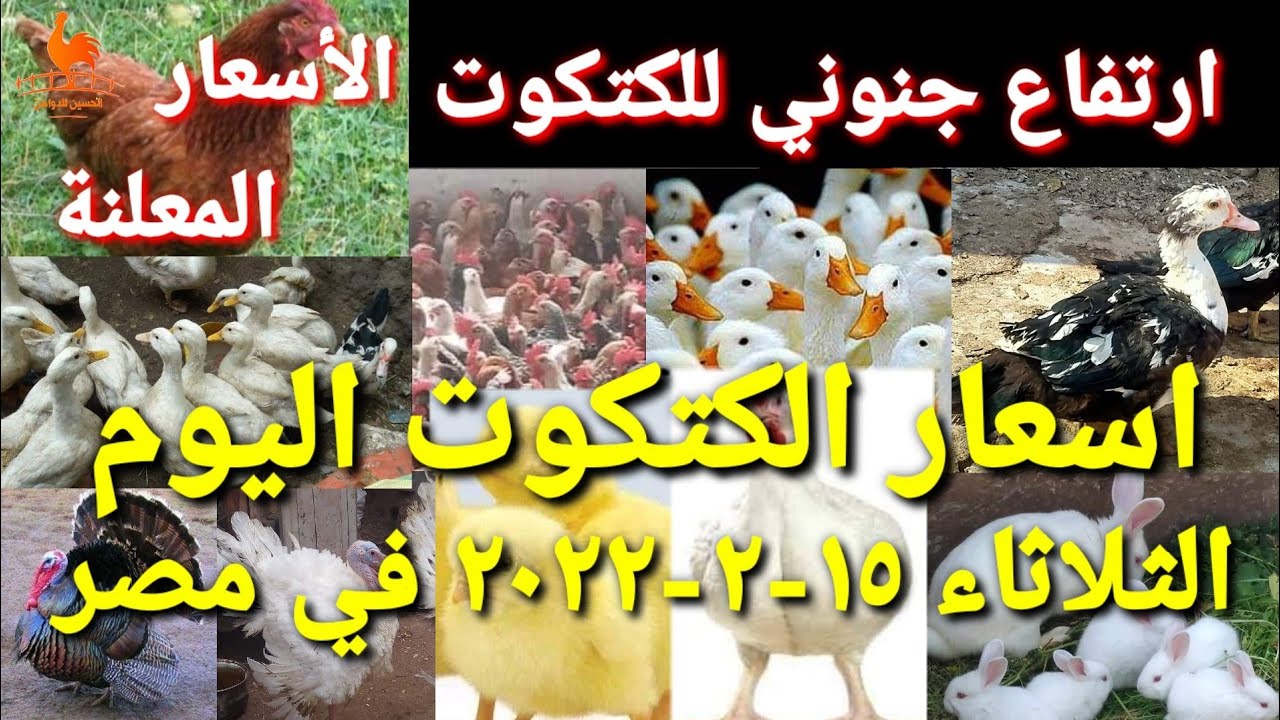 اسعار الكتكوت اليوم الثلاثاء 15-02-2022 في جميع الشركات في مصر