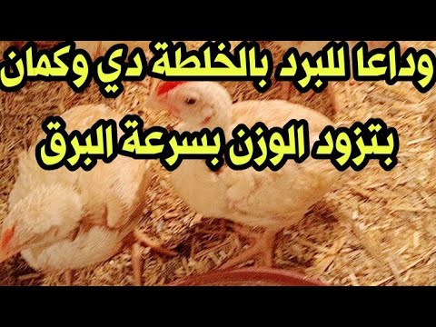 وداعا للبردفي يوم واحد فقط بخلطة القضاء علي البرد وتسمين وزيادة وزن الفراخ البيضاء ت……