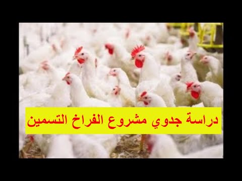 دراسة جدوي مشروع تربية 3000 كتكوت تسمين