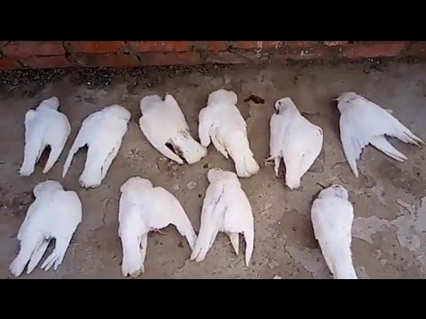 طلعت اكل الحمام لاقيته كل مات لاحول ولاقوة الابالله هتتصدم لما تعرف السبب بلاش تغلط غلطتى