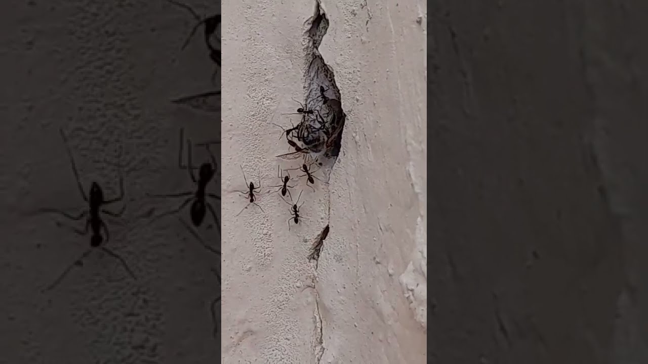 A group of ants carrying a dead bee to take me to the desired place #2022  النمل تحمل نحلة ميتة