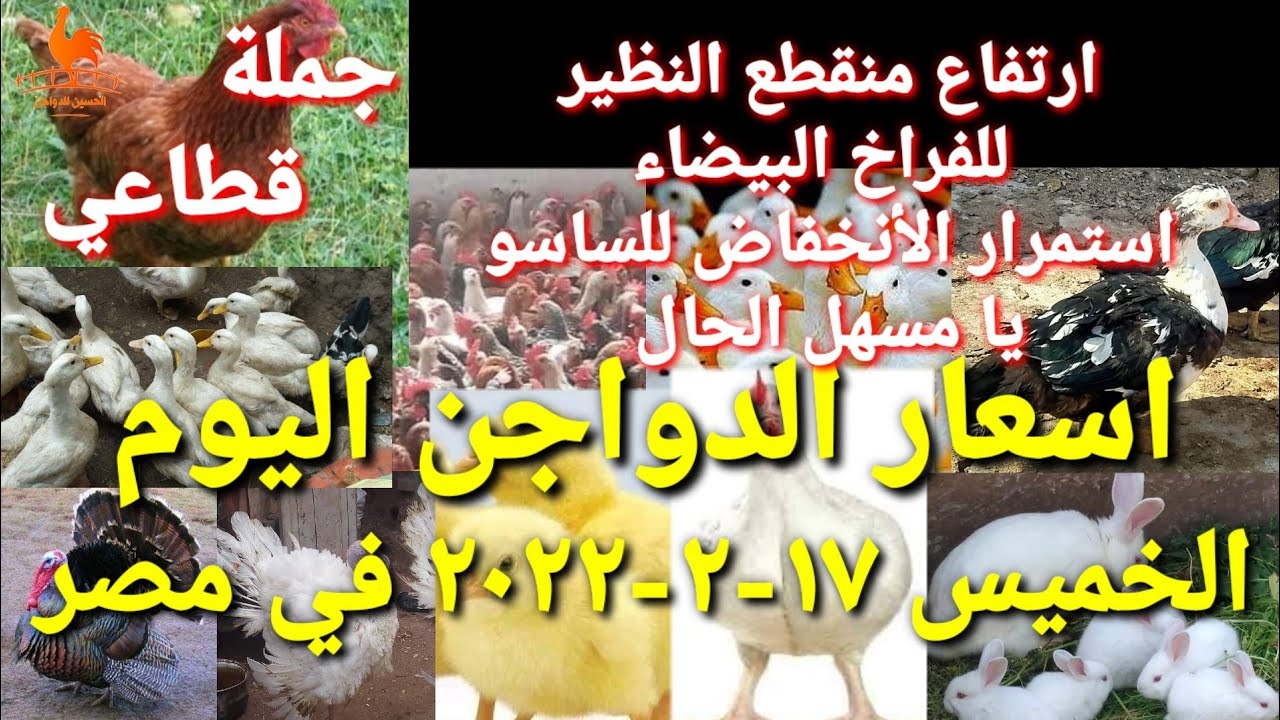 اسعار الدواجن اليوم الخميس 17-02-2022 في مصر