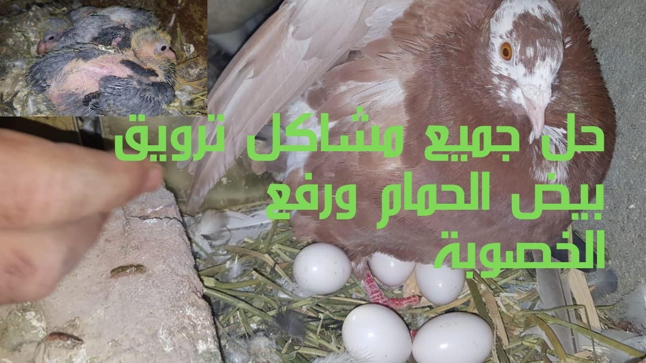 حل جميع مشاكل ترويق بيض الحمام ورفع الخصوبة وذيادة الانتاج🕊👌👉/2022