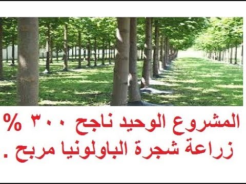 دراسة جدوى مشروع زراعة الباولونيا Cultivation of paulonia