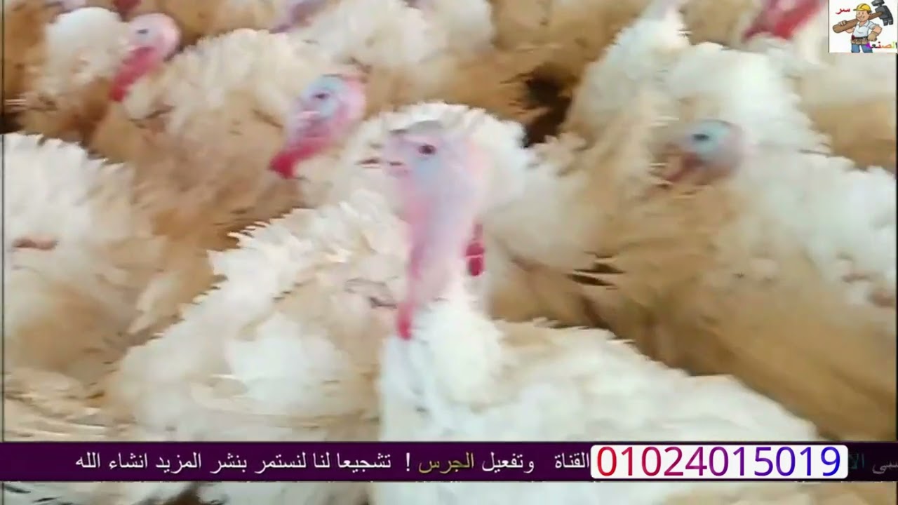 أحدث وأدق دراسه جدوى لتربيه 100 ديك رومى أبيض على الأسعار الجديدة