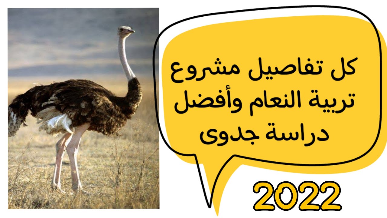 مشروع تربية النعام فى المنزل صناعة الملايين (أفضل دراسة جدوى 2022) #مشاريع_لقطه #تربية_النعام
