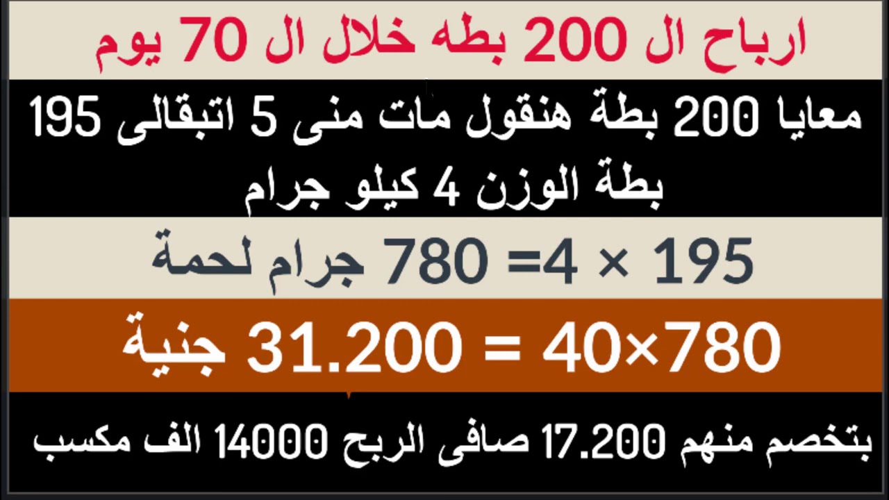 دراسة جدوى لتربية 200 بطة مسكوفي بربح صافى 14000 الف خلال فترة 70 يوم