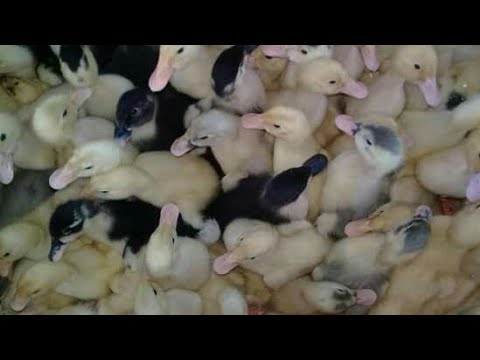 دراسه جدوي دقيقه لمشروع تسمين 200 بطه مولار او مسكوفي (مشروع اكثر من مربح) 👌 ☝