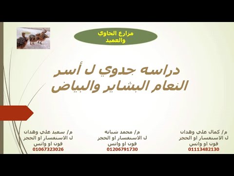 دراسه جدوي ل اسر النعام البشاير والبياضه بأسعار وتكاليف 2022 والفرق بين الاسر البشاير والبياض