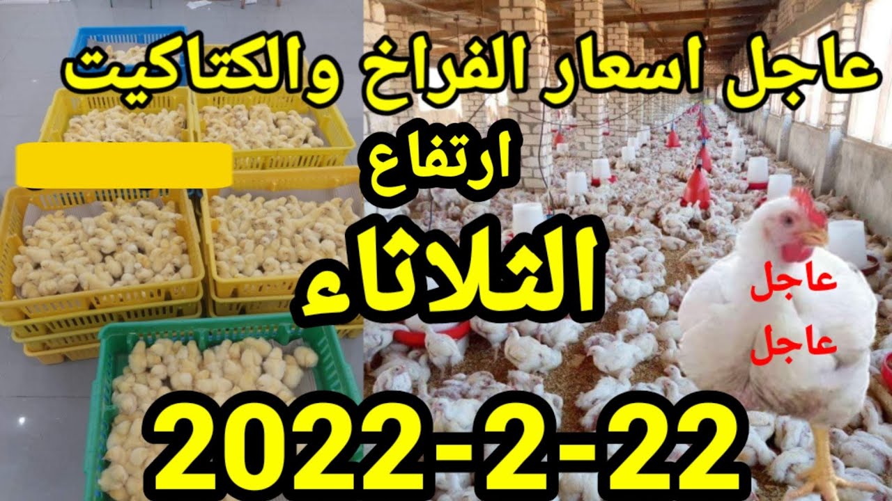 عاجل الان  اسعار الفراخ اليوم واسعار الكتاكيت واسعار الاعلاف الثلاثاء22-2-2022