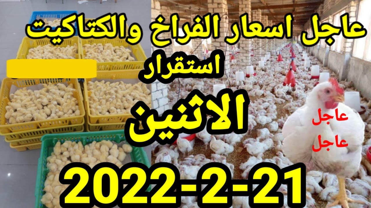 عاجل الان  اسعار الفراخ اليوم واسعار الكتاكيت واسعار الاعلاف الاثنين21-2-2022
