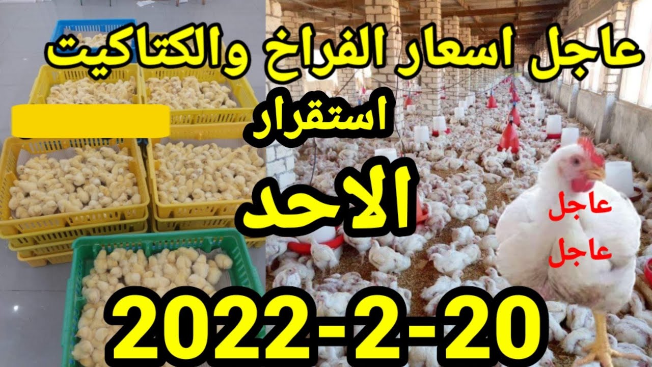 عاجل الان  اسعار الفراخ اليوم واسعار الكتاكيت واسعار الاعلاف الاحد20-2-2022