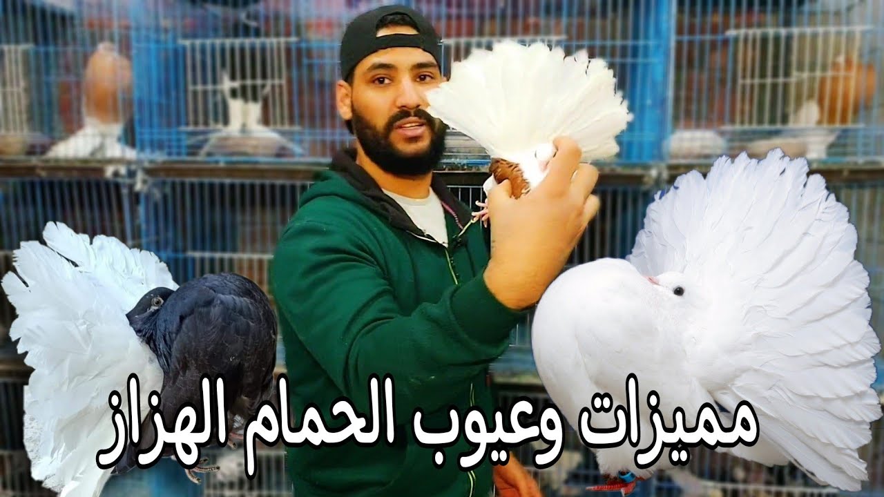 تربيه الحمام الهزاز واهم مميزاته وعيوبه fantail pigeons