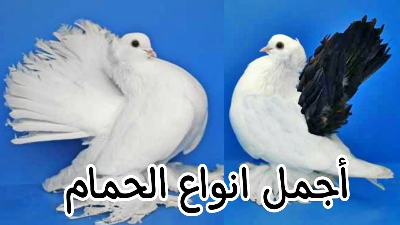 من أجمل انواع الحمام في العالم |حمام هزاز روسي Russian fantatail pigeon