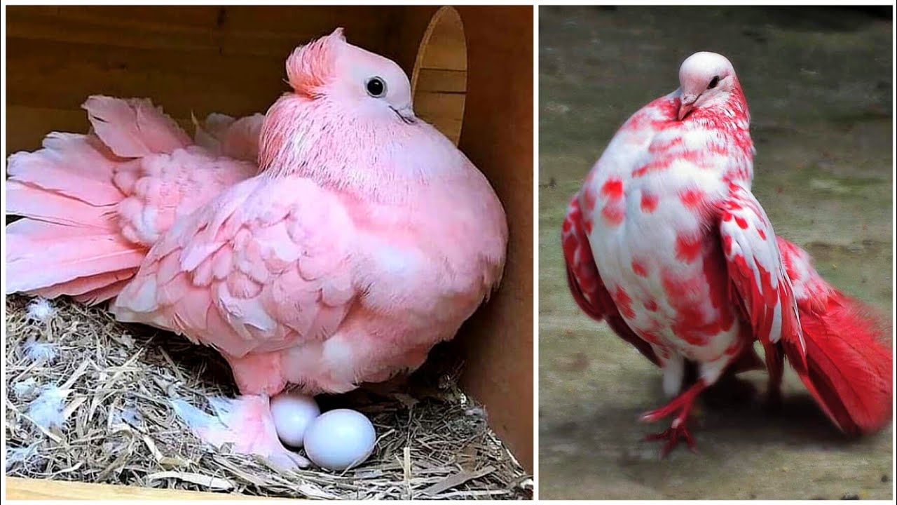 هكذا يعيش الحمام  🕊 This is how pigeons live