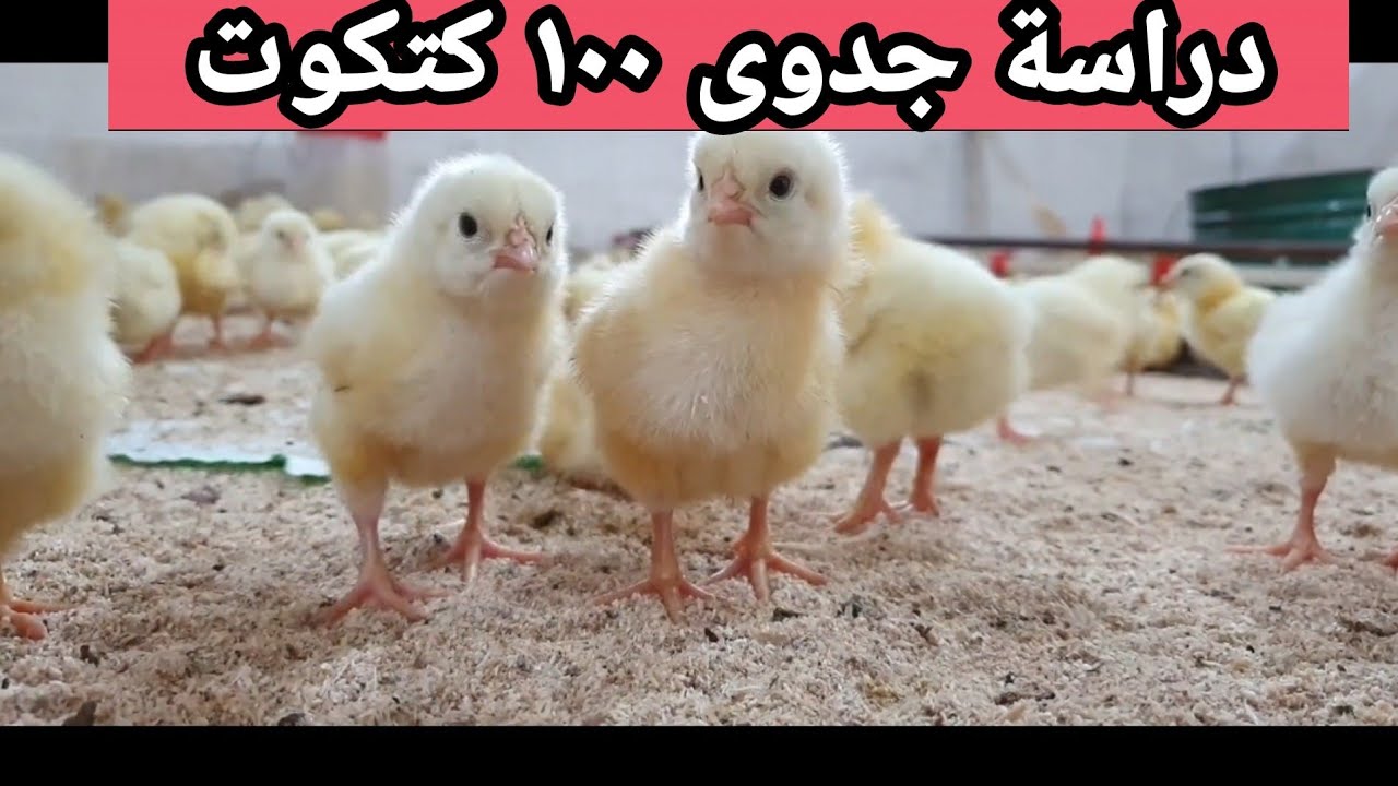 دراسة جدوى 100 كتكوت ابيض تسمين / من عمر يوم الى عمر البيع