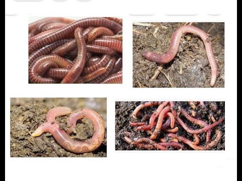 دراسة جدوى مشروع إنتاج وبيع دود الكمبوست