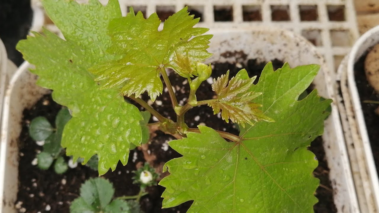 دراسة جدوى زراعة العنب في الزراعة المائيةFeasibility study of grape cultivation in hydroponics
