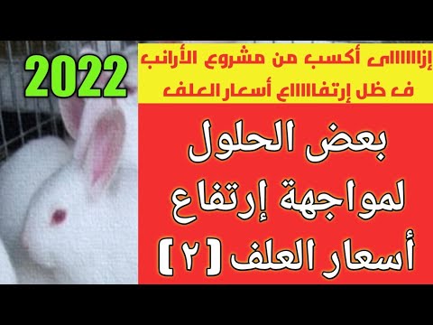 إزاي أكسب من مشروع الأرانب ف ظل ارتفاع أسعار العلف  2022