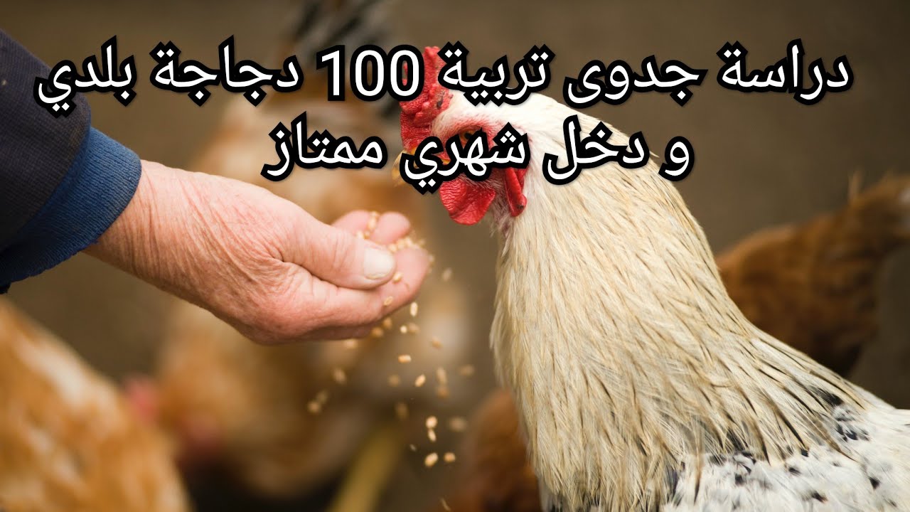 دراسة جدوى لمشروع 100 دجاجة بلدي و مردود  ممتاز