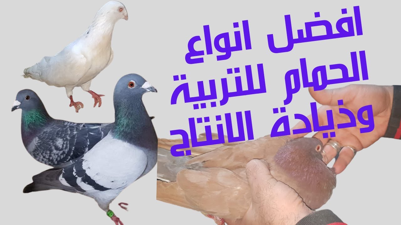 افضل انواع الحمام للتربية وذيادة الانتاج/🕊🕊👍🏽👌2022
