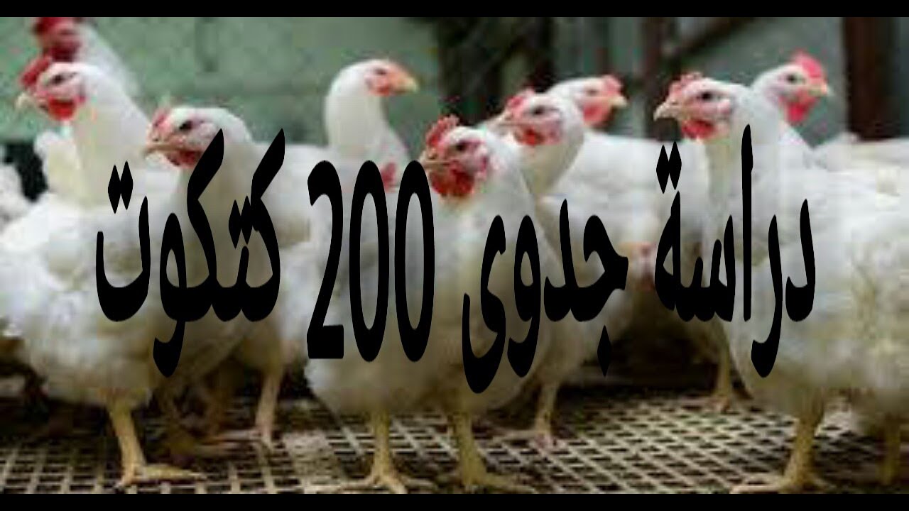 دراسة جدوى تسمين 200 كتكوت