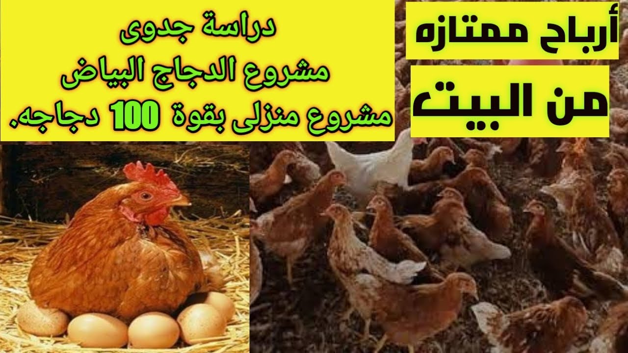 دراسة جدوى مشروع منزلى فراخ بياض بقوة  100 فرخه 👉👉